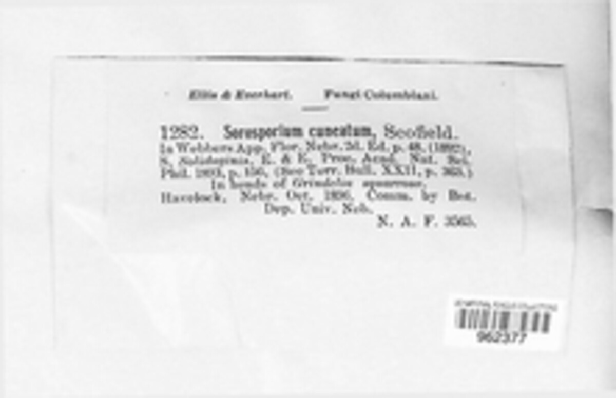 Thecaphora cuneata image